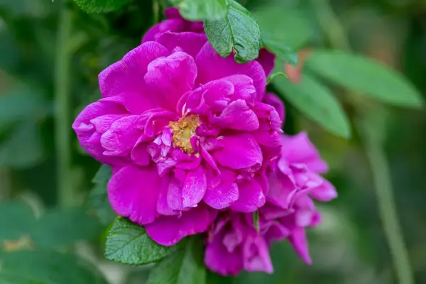 Rosa 