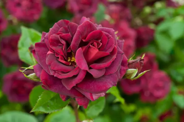 Rosa 