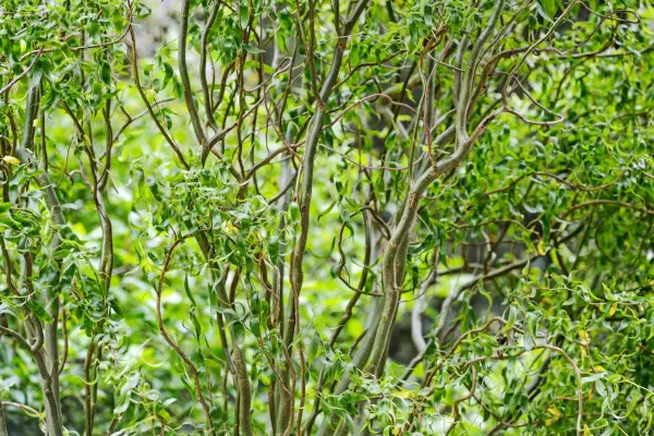 Päť typov rastlín pre odrezky z tvrdého dreva