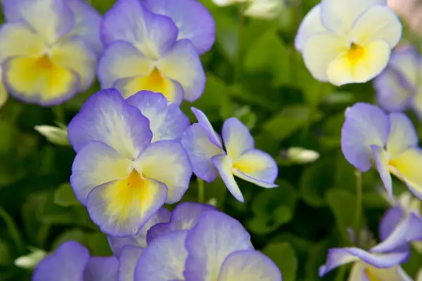 Viola flowers