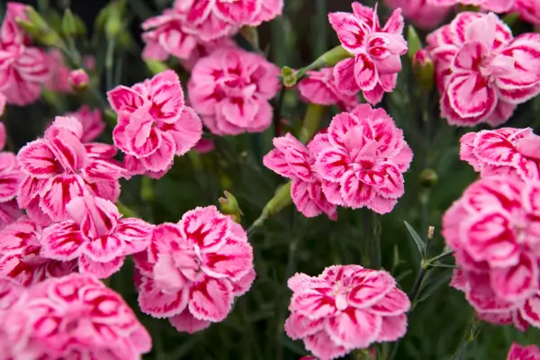 Dianthus flowers