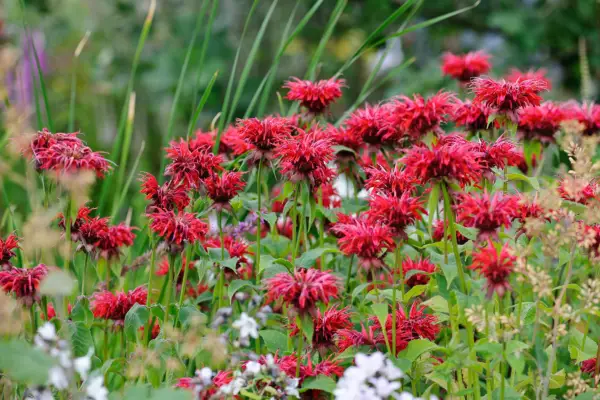 Bergamot flowers