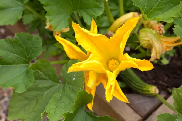 Courgette flower