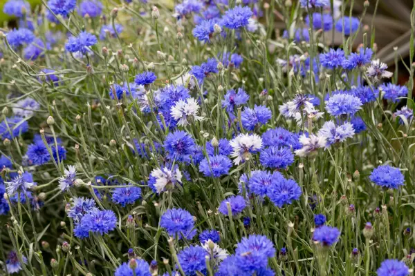 Cornflower flowers