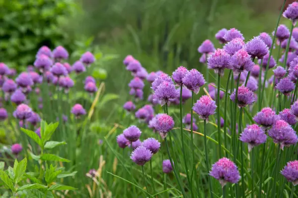 Chive flowers