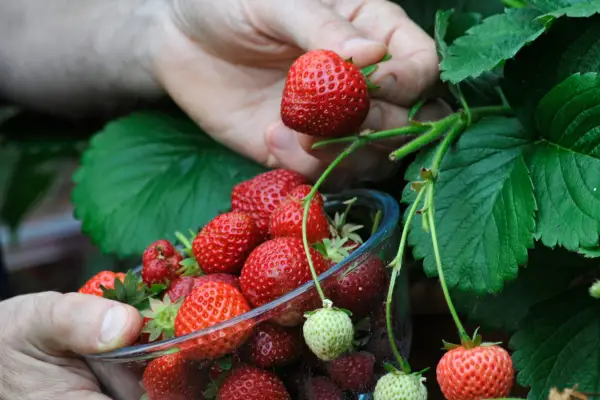 Picking strawberries