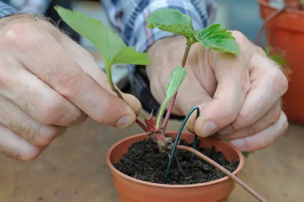 Pegging strawberry runner in place