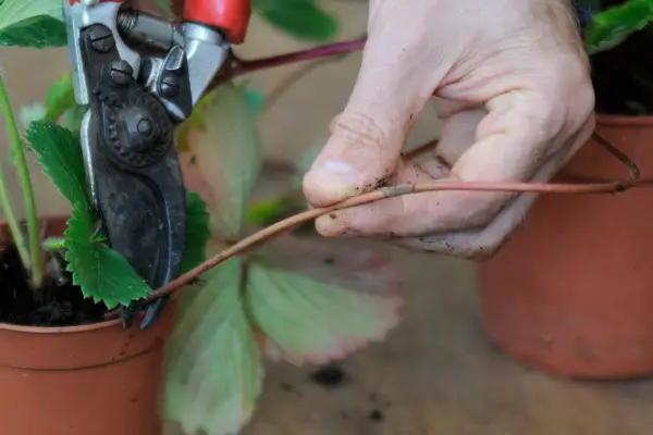 Removing long runners from strawberry plant