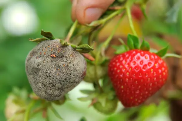 A strawberry thickly covered in botrytis grey mould