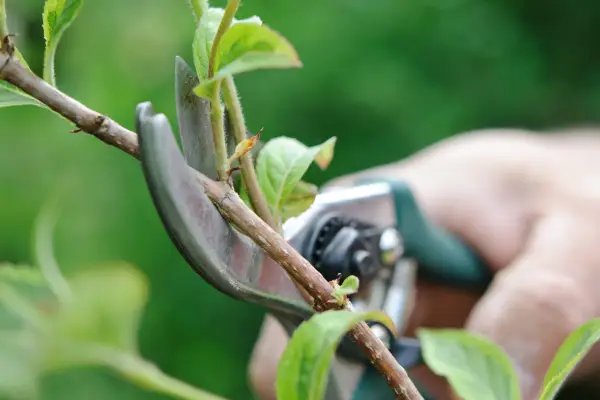 How to grow weigela - propagating weigela