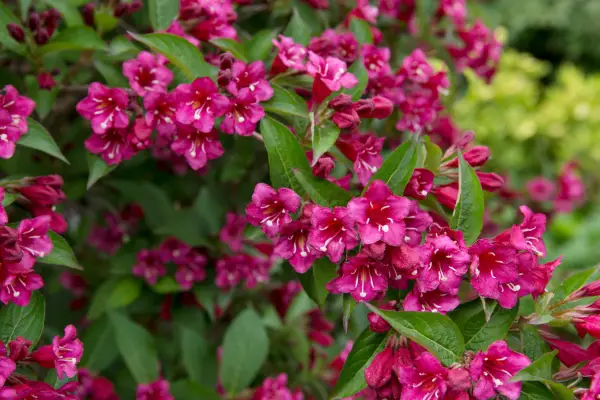 How to grow weigela - varieties to try