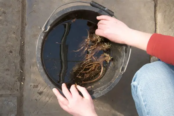 Soaking bare-root plants