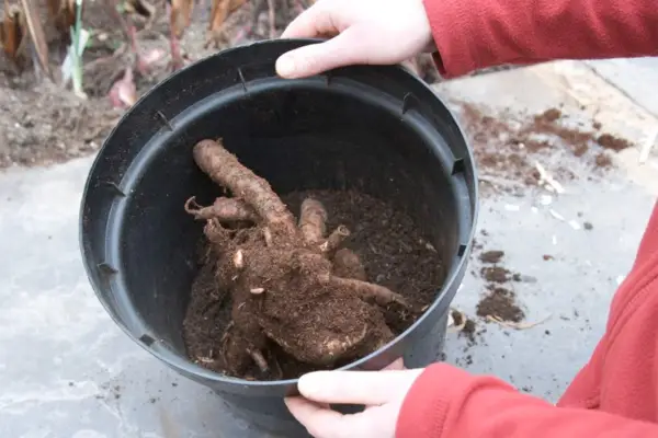 Potting up bare-root plants