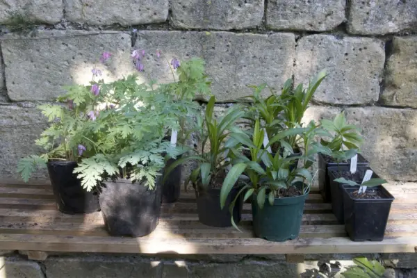 Plants growing on in a cold frame