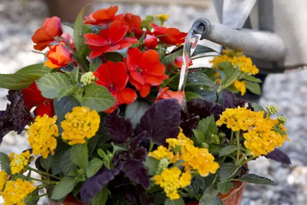 Watering the display