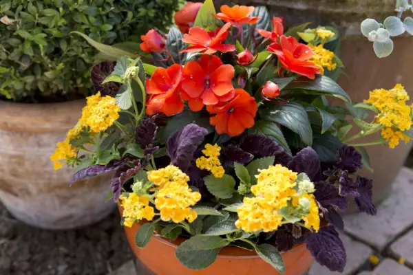 Flowers for small gardens - lantana, coleus and impatiens pot display