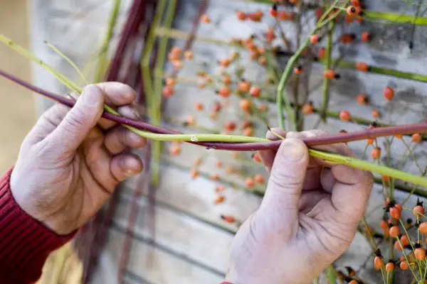 bending-dogwood-stems-together-3