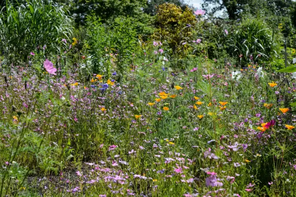 California poppies growing in a wildflower meadow