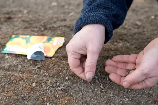 How to grow California poppy – sowing California poppy seeds