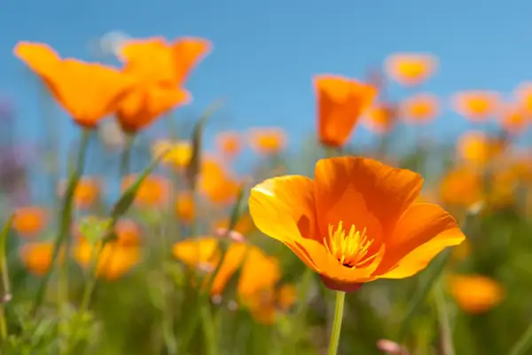 California poppies (Eschscholzia californica). Getty Images