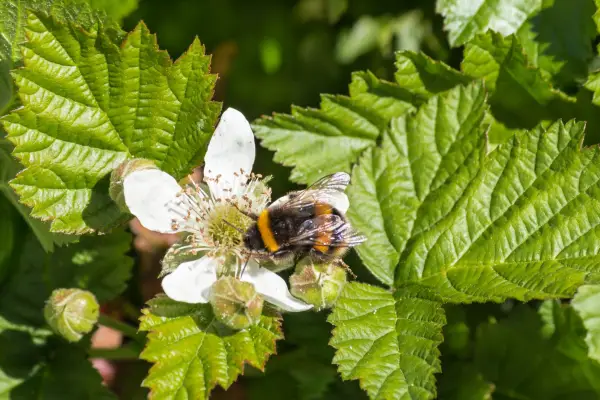 How to grow loganberries – loganberry in a sunny spot