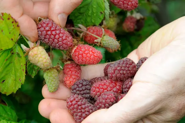 How to grow loganberries – harvesting ripe loganberries
