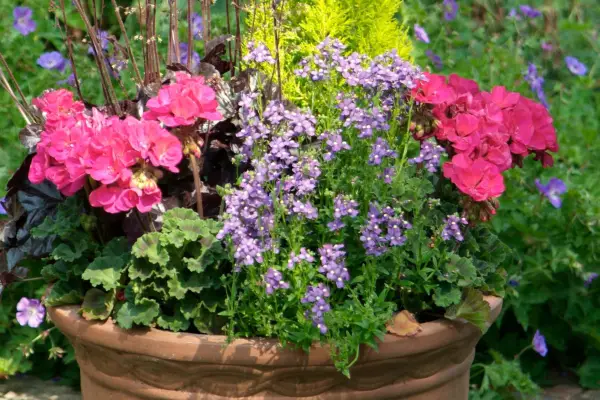 Nemesias growing in a pot with heuchera and geranium
