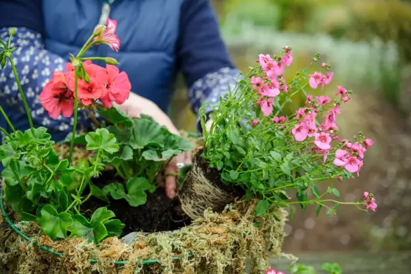 Planting nemesias in a hanging basket