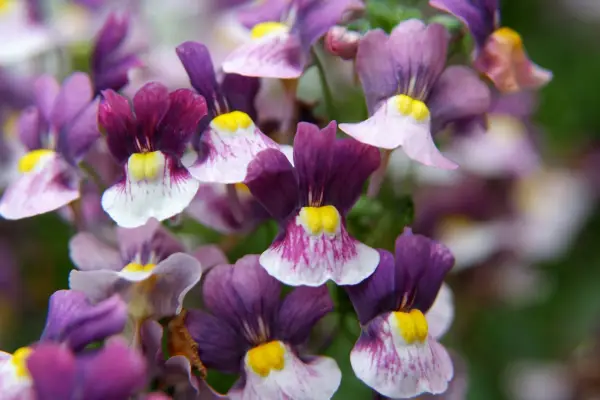 Nemesia 