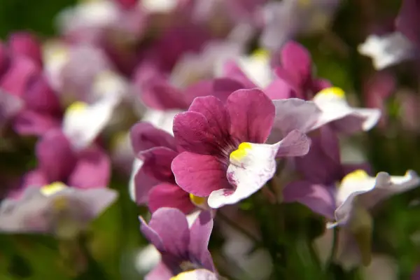 Hvordan man dyrker nemesia