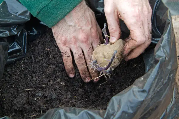 Burying potato tubers in the compost