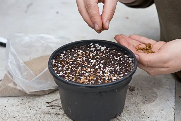 How to grow trees from seed - sowing tree seed