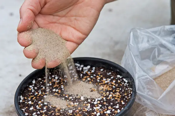 How to grow trees from seed - spreading sharp sand over the seeds and compost