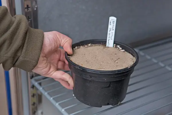How to grow trees from seed - placing the pot in the fridge