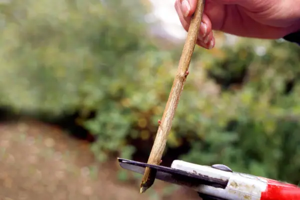 Reducing the cutting