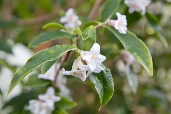 Seis de las mejores daphnes para crecer