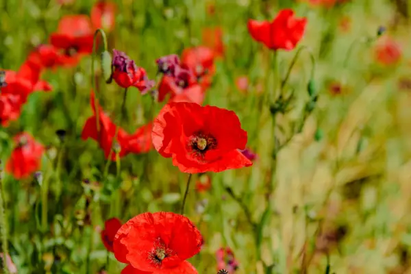 Papaver rhoeas