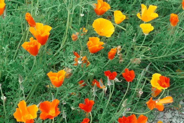 Six poppies to grow - Eschscholzia californica