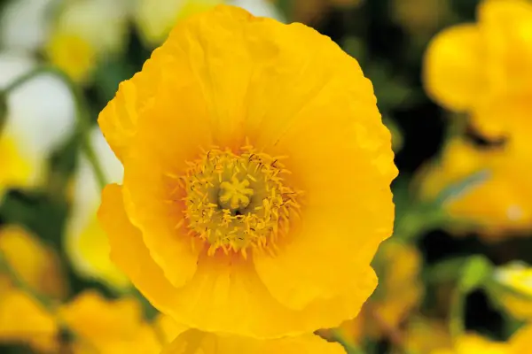 Six poppies to grow - Papaver nudicale