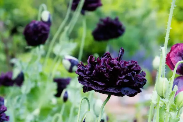 Six poppies to grow - Papaver somniferum