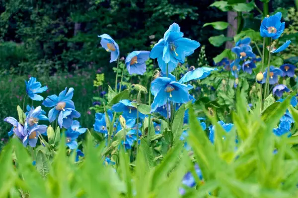 Six poppies to grow - Meconopsis poppies