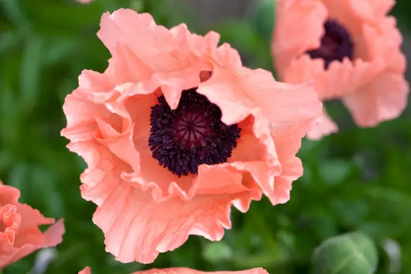 Papaver orientale