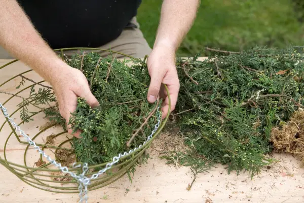 Lining the hanging basket with conifer branches