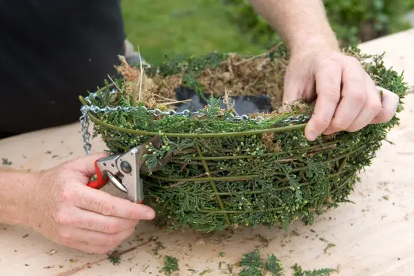 Trimming the conifer foliage