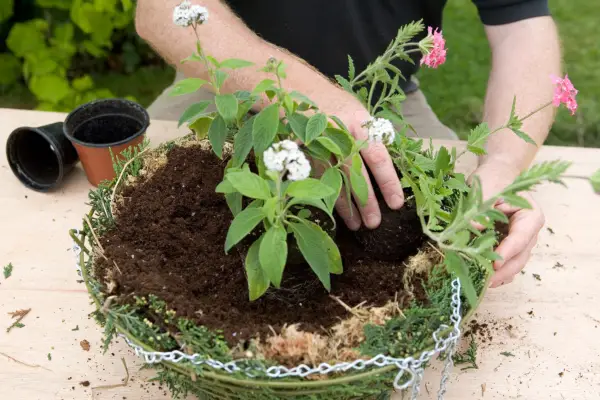 Planting the larger plants in the centre of the hanging basket