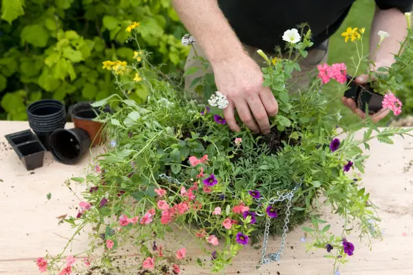 Adding the trailing plants around the edge of the basket