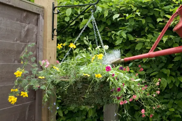Watering the hanging basket