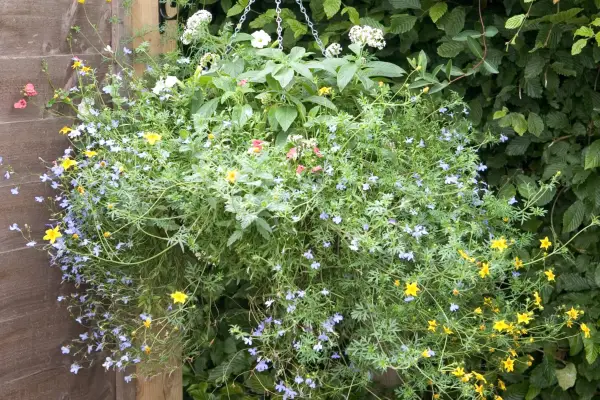 Wildlife gardening – wildlife-friendly hanging basket