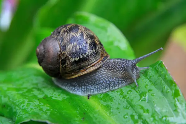 Organic gardening tips - snail