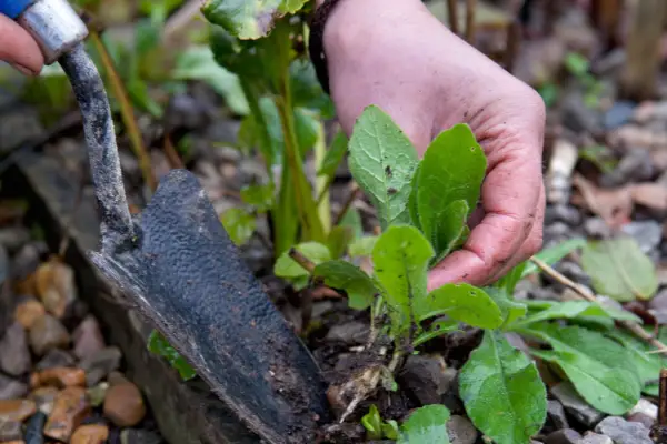 Organic gardening tips - weeding